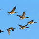 A local goose told reporters that it was a great relief to be promoted to lead the “V” after years of toiling at the back of the configuration.